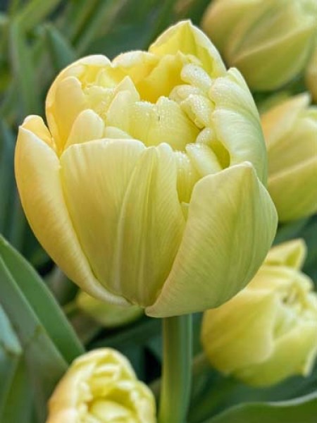 Tulipa Dubbel Avant Garde